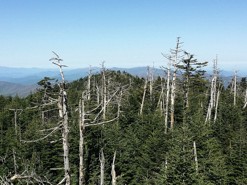 Ghost Forest Snags