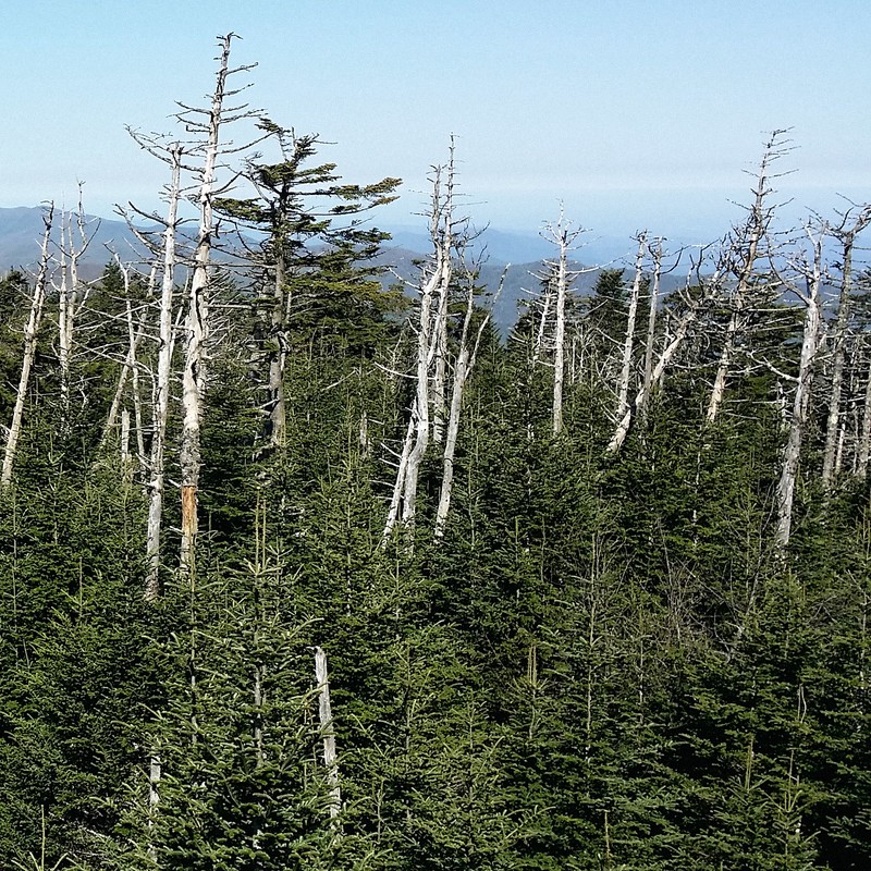 Spruce-Fir Summit