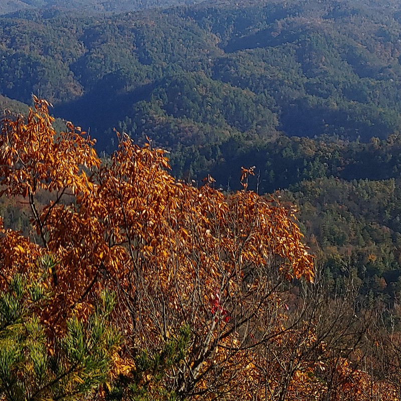 Autumn Oaks Overlook