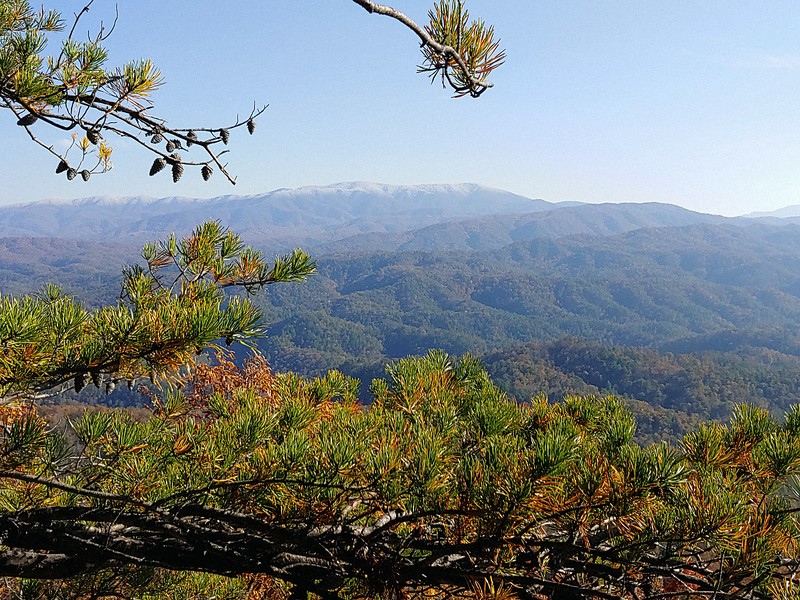 Pine Frame, First Frost