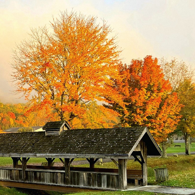 Autumn Maples