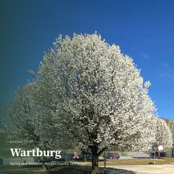 Wartburg Pear Blossom — Wartburg poster