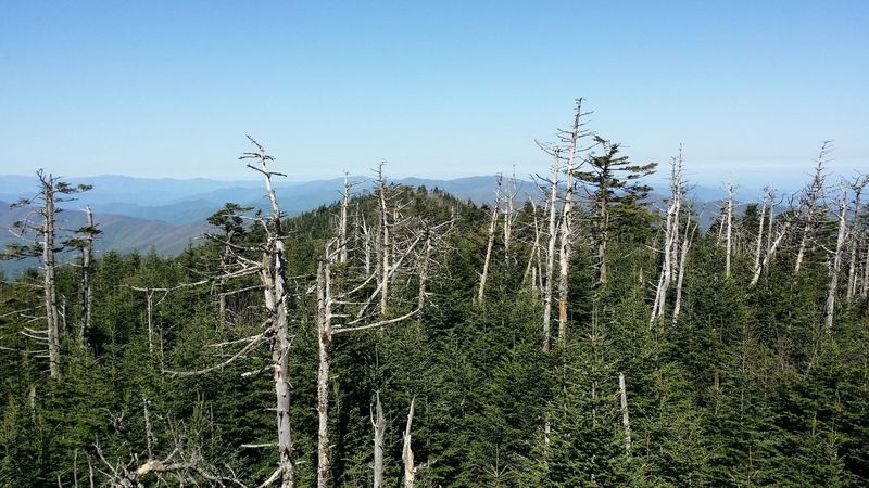 Ghost forest snags, Clingmans Dome