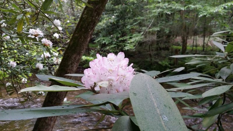 Rhododendron Bloom Above the Creek